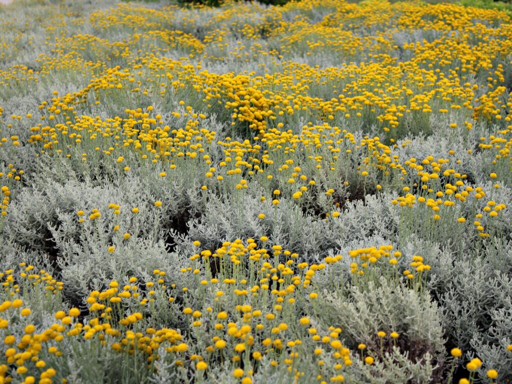 field of helichrysum plants