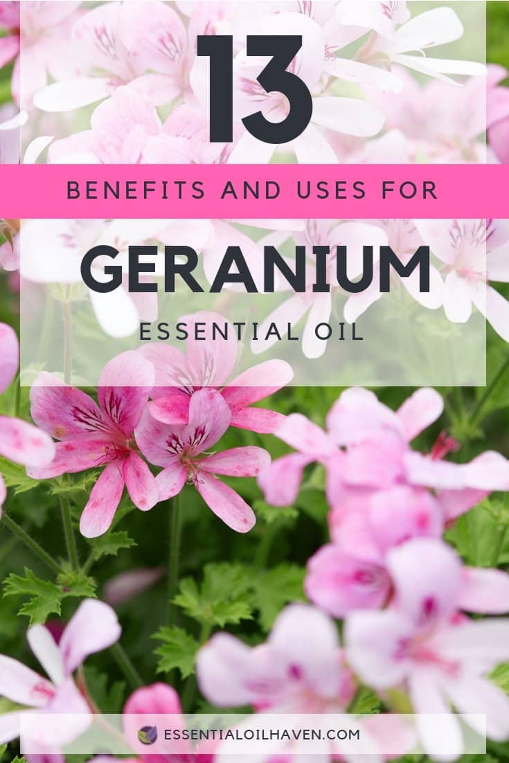 13 Benefits and Uses for Geranium Essential Oil (Pelargonium graveolens)