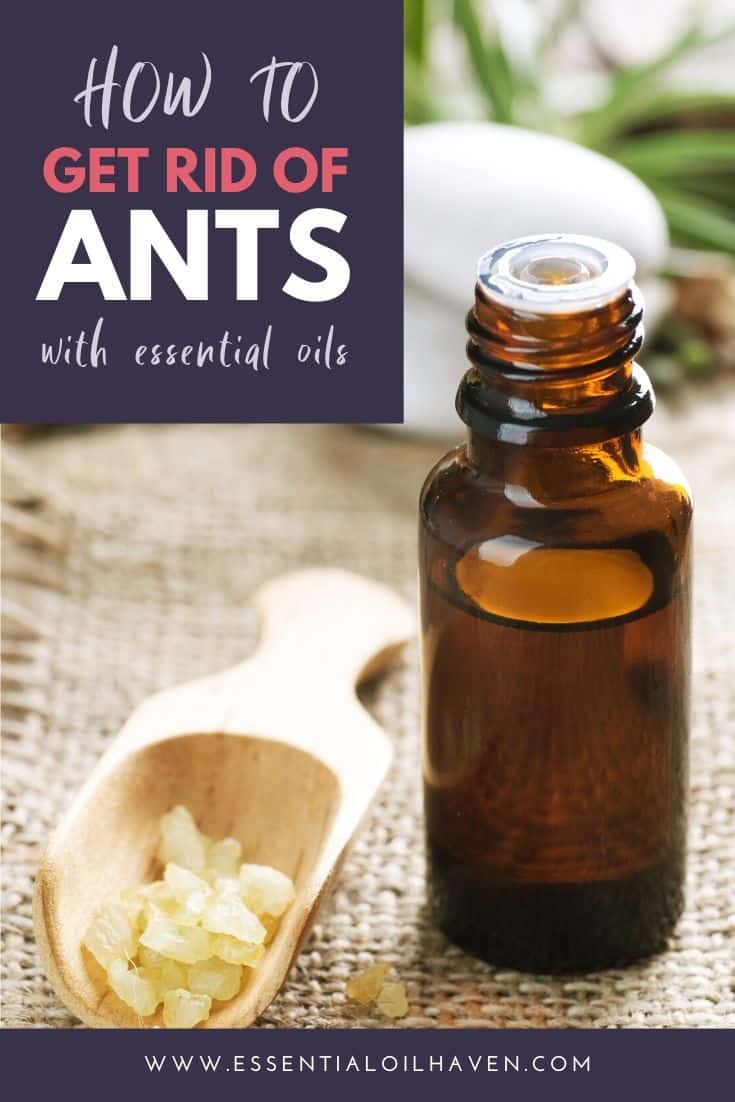 how to get rid of crazy ants home remedy