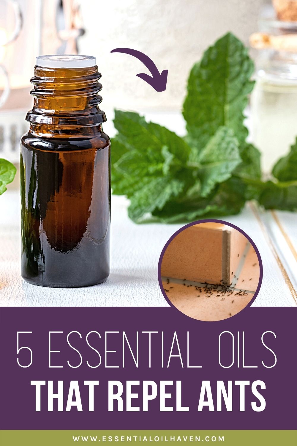 5 Best Essential Oils for Ants How to Get Rid of Ants Naturally